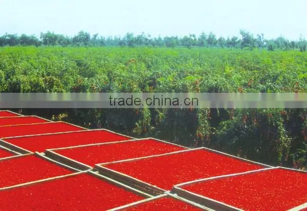 Gojiberry From Our Own Organic Goji Farm photo-2
