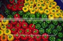 Fresh Bell Pepper India/good Quality Capsicum/farm Fresh Red,yellow,red Capsicum/bell Pepper Exporter in India