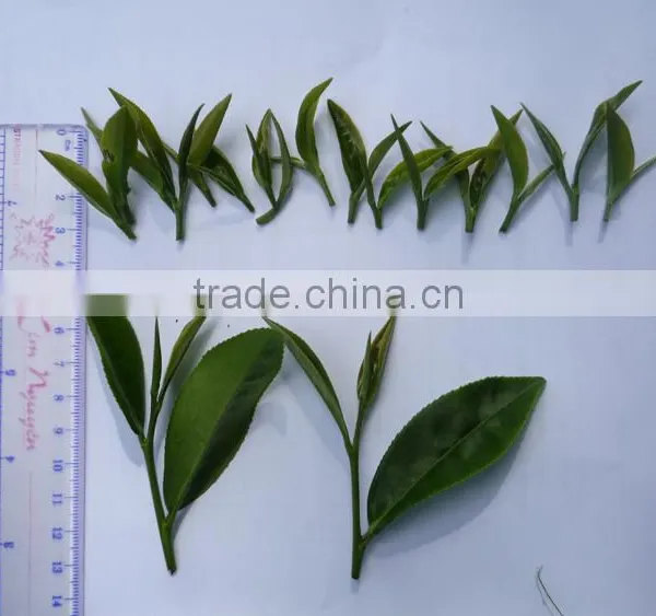 The Best Black Tea From Vietnam photo-4