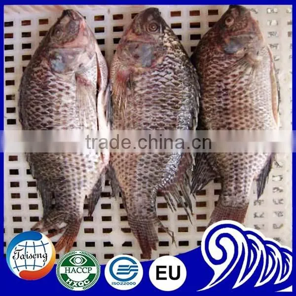 Black Tilapia Frozen Seafood