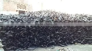 Buffalo/ox /cow Raw Horn for Decoration Manufacturing India