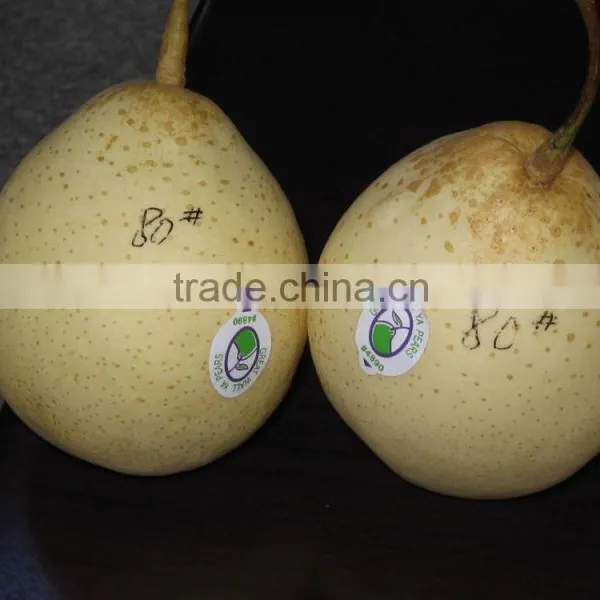Ya Pear photo-4