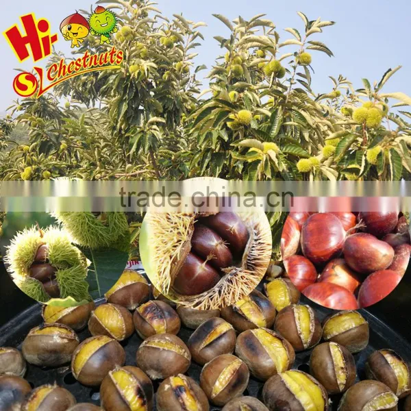 Hebei Organic Fresh Chestnuts photo-3