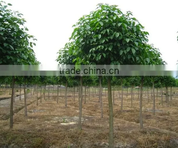 Big Size Bischofia Polycarpa Tree Seedling From China photo-3