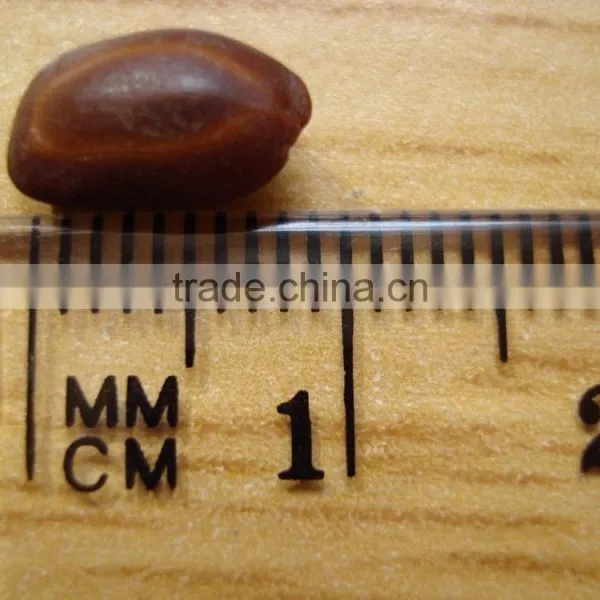 Indian Rain Tree Ornamental Seeds Samanea Saman Rajasthan Asia photo-2