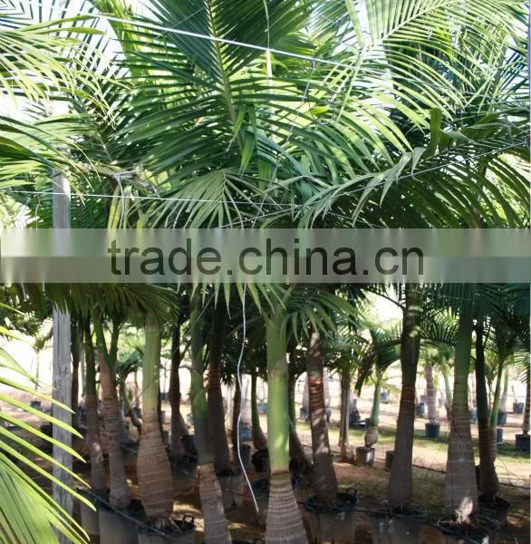 Archontophoenix Alexandrae "Alexander Palm" Size 175/250 photo-3
