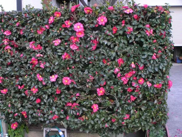 Lime Green 40-60cm Ornamental Garden Plants Decoration Yellow