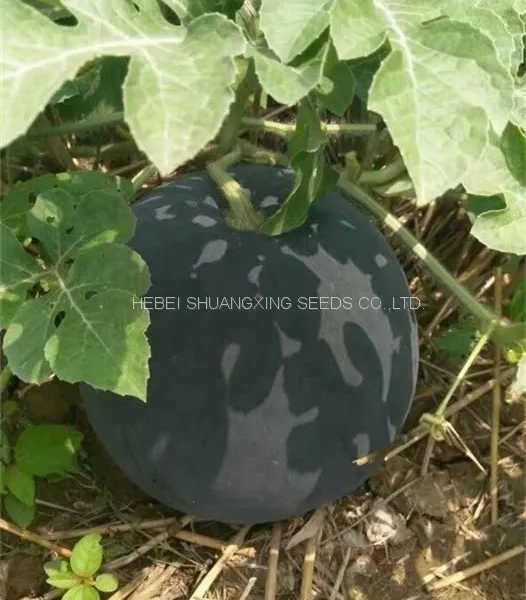 NOFA 3 Pure Black Seedless Watermelon Seeds for Sale photo-3