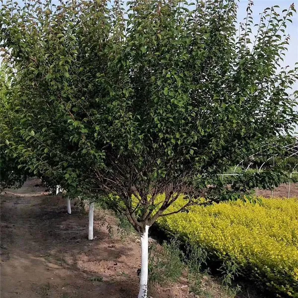 Price of Red Plum Trees With a Ground Diameter of 8 Cm. Direct Sales From the Base Nursery. Dug and Sold on the Spot. Good Quality and High Survival Rate.