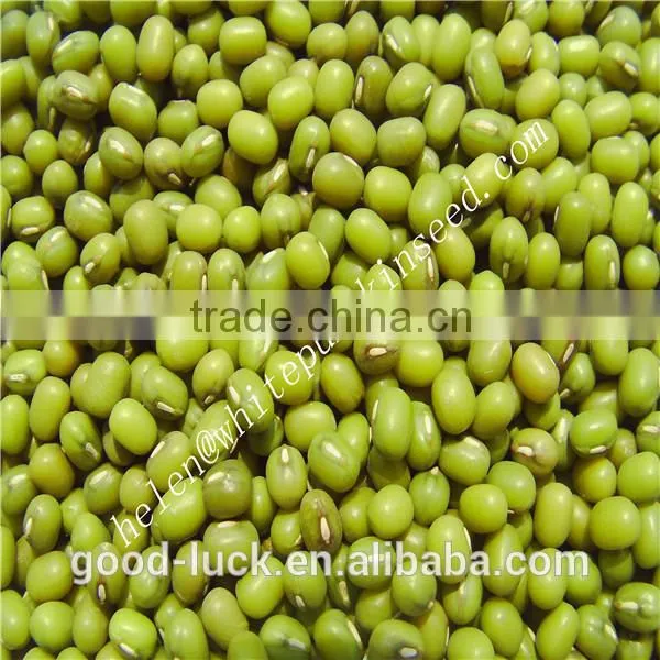 China Heilongjiang Green Mung Beans ( Food Grade) Quality Choice photo-3