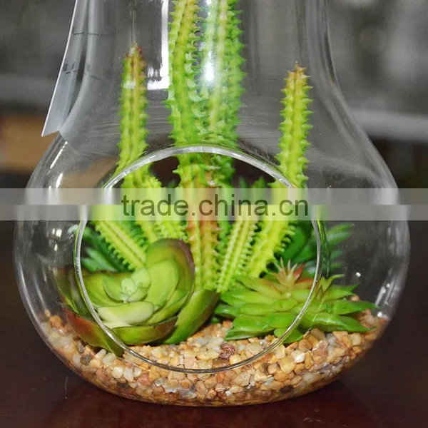 Indoor Flowering Cactus Succulent Glass Terrarium Vase Bonsai for Sale photo-3