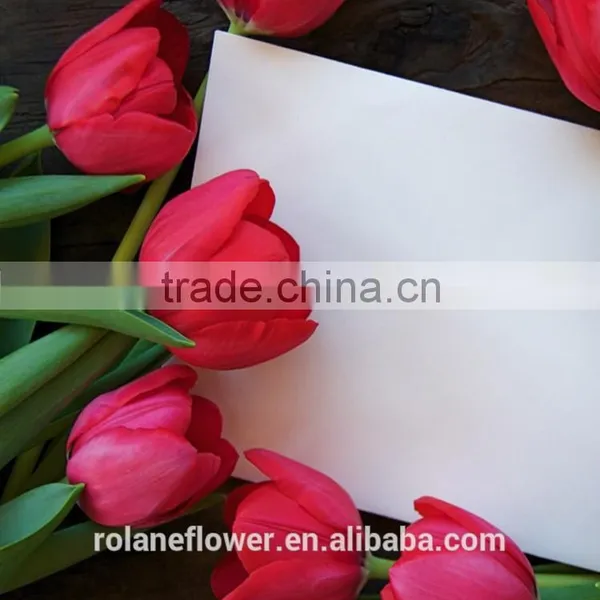 Graduation Occasion Natural Flowers Red Mini Tulip With High Quality photo-5