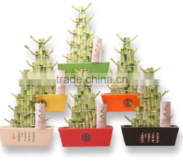 Tier Step Stair Lucky Bamboo Air Bonsai Tree Dracaena Sanderiana Indoor Ornamental Aquatic Plants Nursery Garden Decoration photo-4