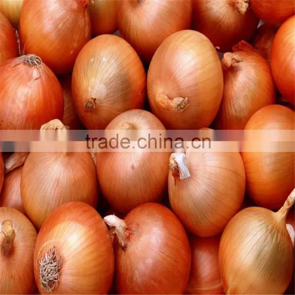Fresh Red & Yellow Onion photo-2