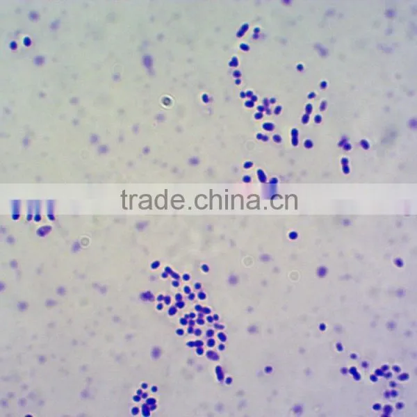 Laboratory Research Microgbiology Histology Prepared Microscope Slides Educational Prepared Slides for Microscopes photo-2