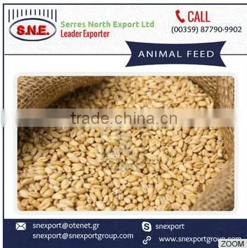 2016 New Healthy Animal Feed for Cattles