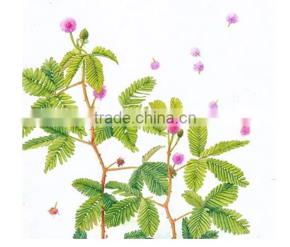 GMP Natural High Quality Mimosa Hostilis Root Bark Extract Powder photo-3