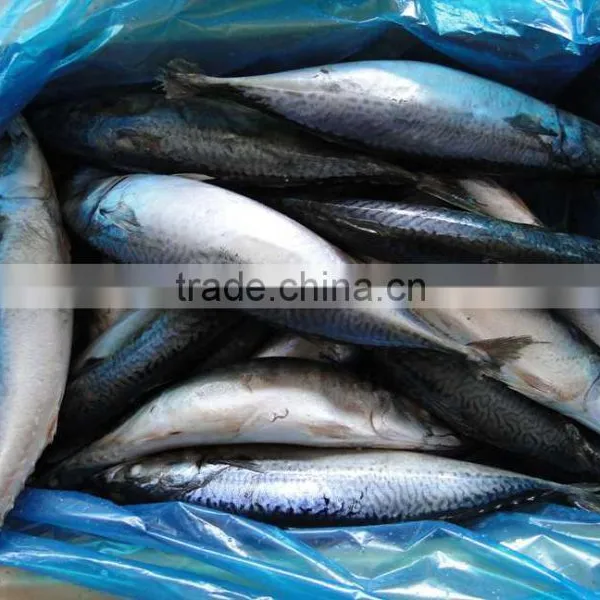 Frozen Pacific Mackerel Fish 250-350G photo-4