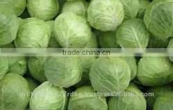 Indian Fresh Cabbage Supplier/vegetable Exporter in India