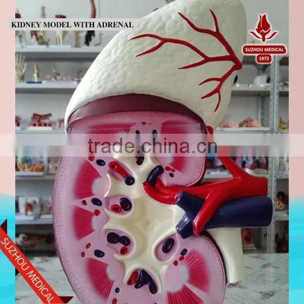 Kidney Model With Adrenal photo-4
