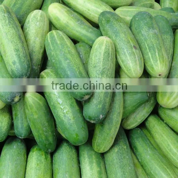 Fresh Vegetables