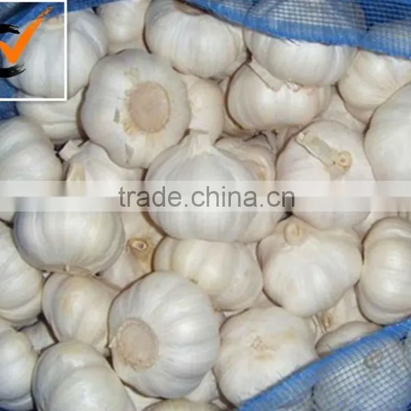 Fresh Garlic photo-3