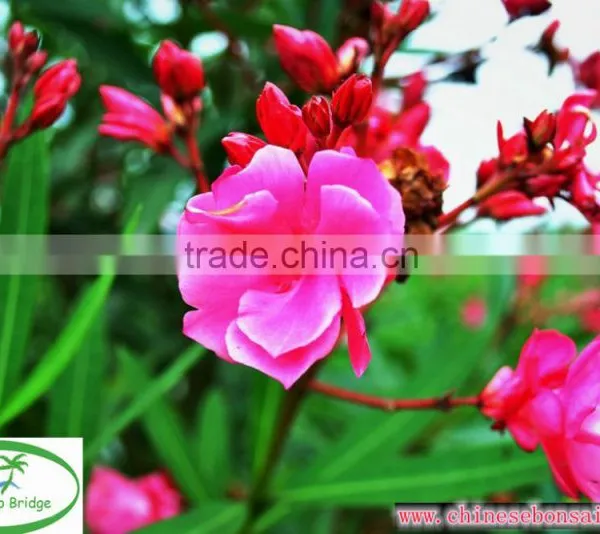 Blooming Nerium Indicum Milli of Outdoor Landscaping Foliage Decorative Ornamental Plants photo-2