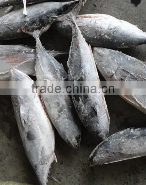 Frozen Bonito Tuna photo-3