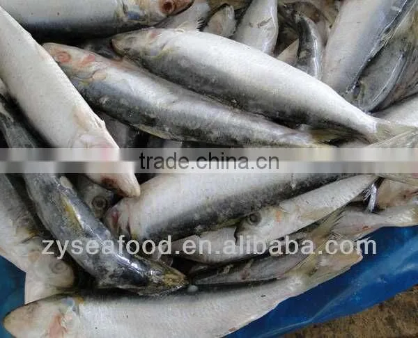 Sardinops Melanosticta Frozen Sardine Fish photo-3