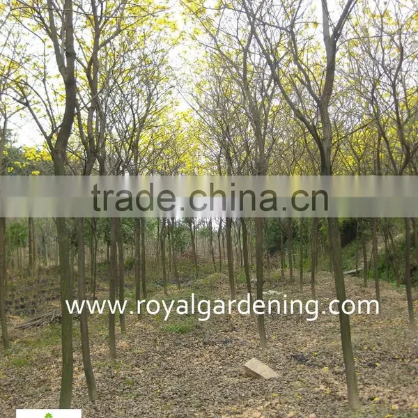 Tabebuia Chrysantha Tropical Trees photo-2