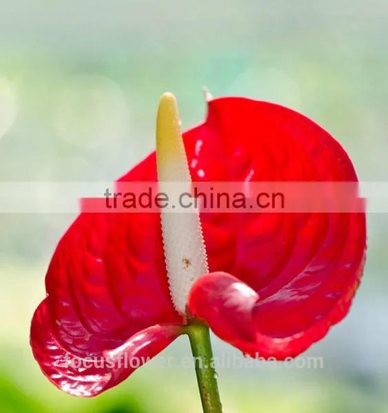 Top Selling Good Quanlity Natural Fresh Summer Special Red Anthurium Flowers From Yunnan photo-5