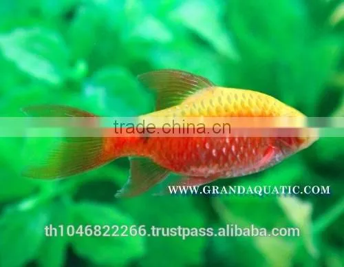 Rosy Barb Fish Farm For Sale and Export photo-3
