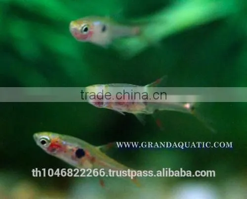 Dwawf Rasbora Fish For Sale and Export / Ornamental Fish Thailand photo-2