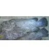 Chilled/Fresh Grouper/Seabass