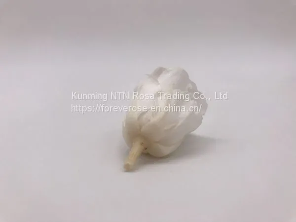 Wholesale3-4cm Elegant Real Touch Preserved Rose Flower photo-4