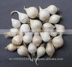 FRESH SINGLE CLOVE GARLIC photo-6