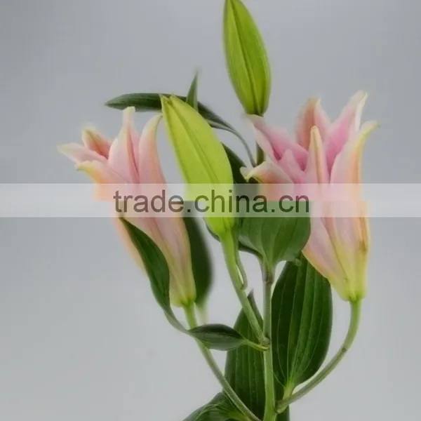 Fresh Sorbonne Wedding Decoration Lily Flower Bouquet photo-3