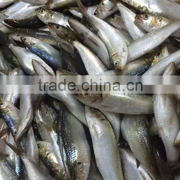 425g Canned Sardine in Tomato Sauce(WW-155) photo-5