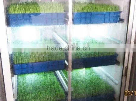 Farm Favorite Wheat/Barley/Bean Seedling System photo-6
