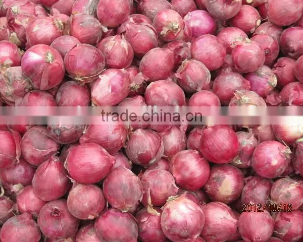 Fresh Onion Red Onion Dry Onion photo-4