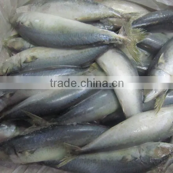 Frozen Pacific Mackerel
