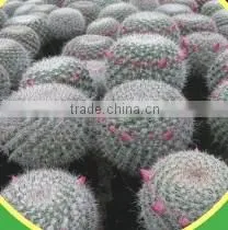 Mammillaria Hahniana 5.5cm Mini Cactus Succulent Indoor Plants Bonsai Nursery Echinocactus Grusonii Cereus Cacti Opuntia Dilleni photo-2
