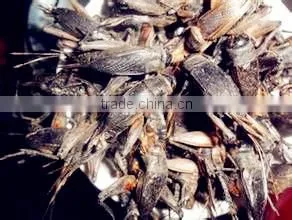 Sun-Dried Crickets