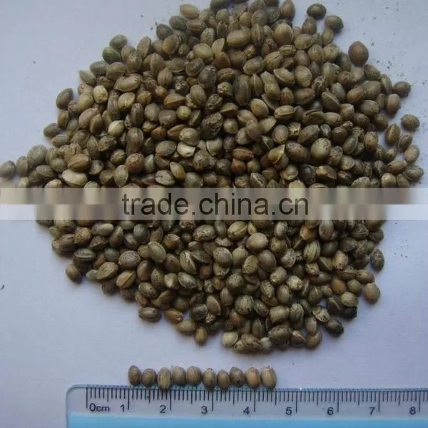 2015 Hot Sales Hemp Seed for Sale photo-3
