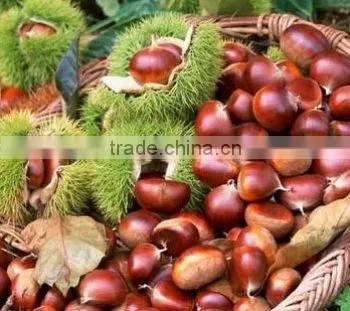 Fresh Chestnut in Bag Package. MOQ:1X40FCL. photo-4