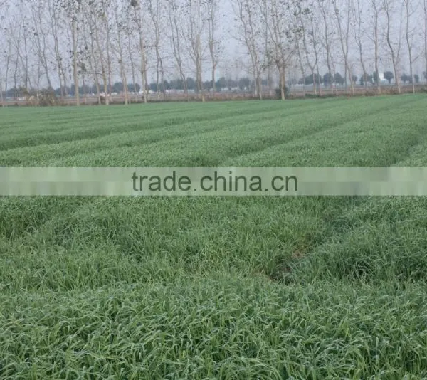 Bulk Low Price and High Quality Dried Barley Grass Powder