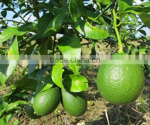 Lemon Tree Seedling photo-2