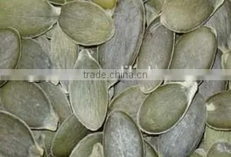GWS Pumpkin Seeds Grown Without Shell for Export photo-2