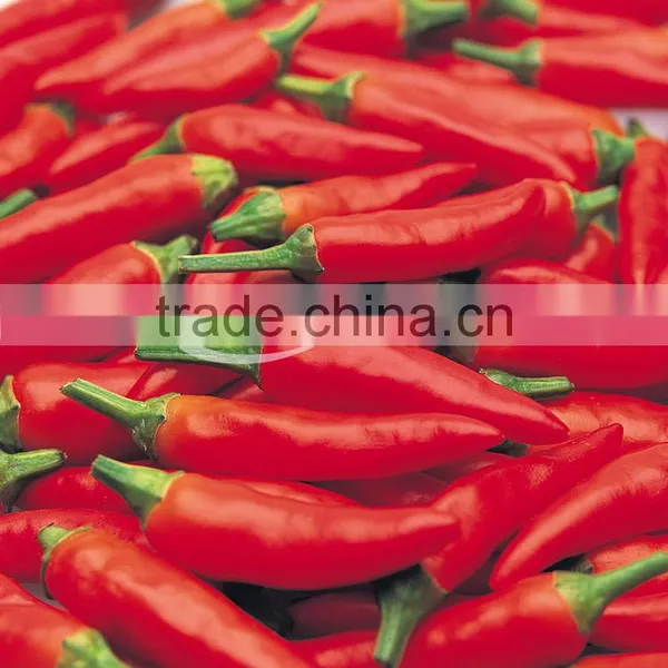 Fresh Chilli- Good Quality Spices for Cooking photo-3