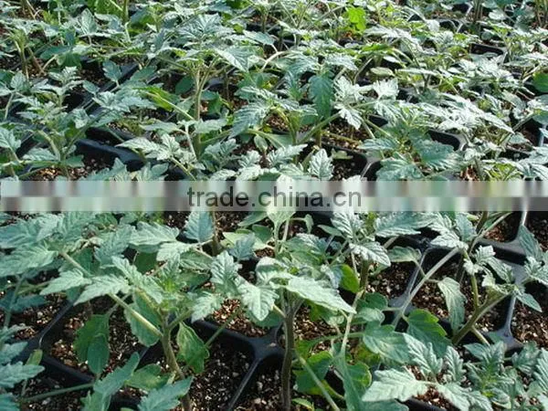 New Coming Hot Sale 353 Rice Seeding Tray for Planting photo-3